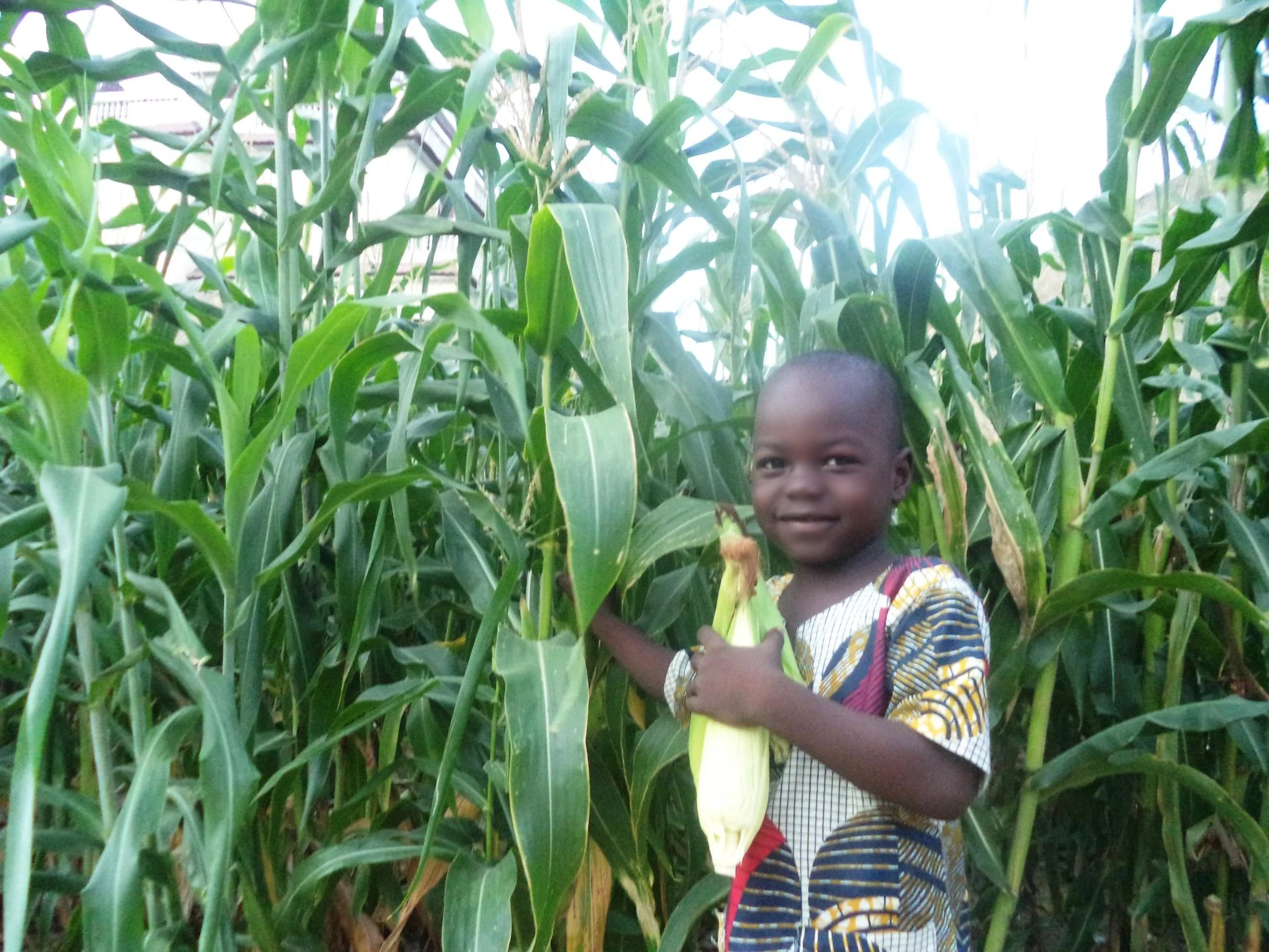 Mais a gogo a ndjamena